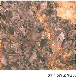 (בספר תמונה של פרח הדבורנית) צילום: נורית קינן